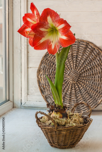 Blooming  Amaryllis Hippeastrum      