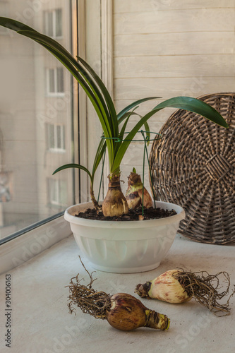 Hippeastrum (amaryllis) Papillio or Butterfly Amaryllis on   window photo