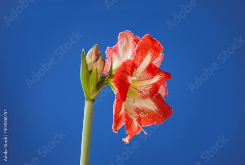 Bilde på lerret Bloom Amaryllis Hippeastrum  Minerva   on  dark blue  background