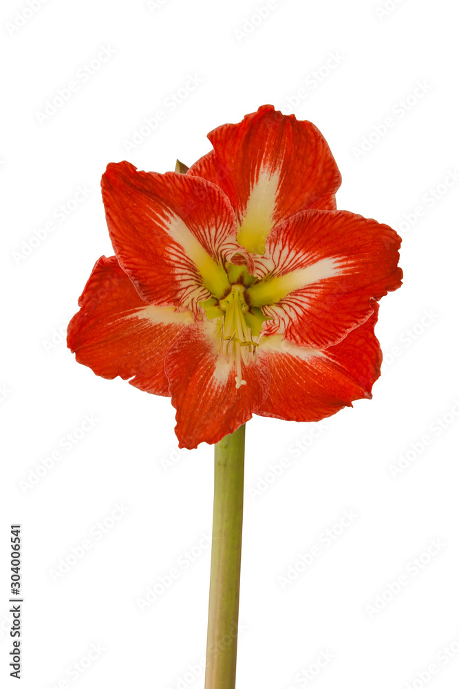 Bloom Amaryllis Hippeastrum Bloom Amaryllis Hippeastrum