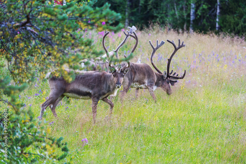 Reindeer