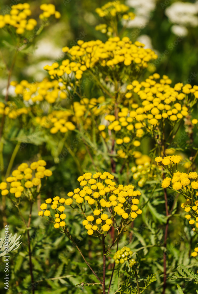 Yellow wild, medicinal tansy flowers in the field.