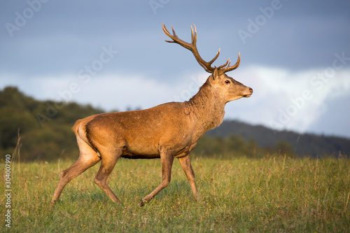 Fototapeta Naklejka Na Ścianę i Meble -  Red deer (cervus elaphus) running on grassland. In the background forest