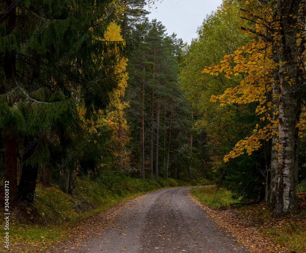 Naklejka premium A gravel road leading into an autumn forest in Sweden during a cloudy moody day. 