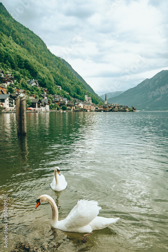 lovely couple swans at lake hallstatt city on background austria