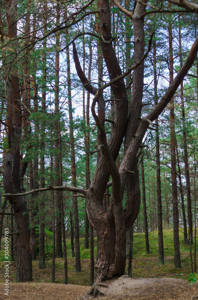 Fototapeta premium Crooked trunks of pine trees in the forest. Unusual coniferous trees in the dunes.