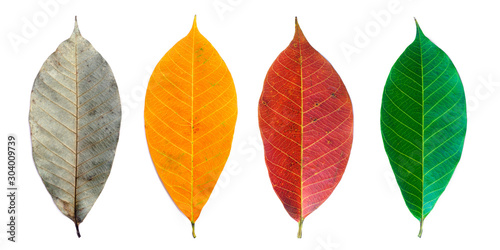 space, pattern, dry, copy space, leaves, view, decorative, composition, age, aging, growth, stages, healthy, transformation, top view, design, death, care, change, cycle, concept, environment, seasona