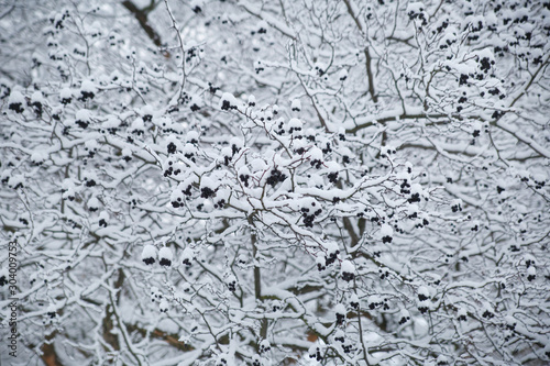 Winter natural wallpaper, branches with hawthorn berries in the snow.
