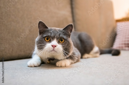 British shorthair cat lying on the couch