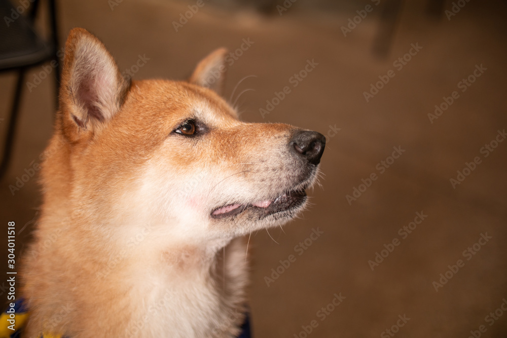 Brown Shiba Dog staring and sitting on the floor. Brown Shiba Dog staring and sitting on the floor.