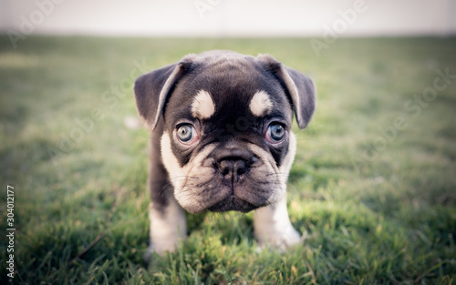 Cute french black and tan bulldog puppy close up © DGC