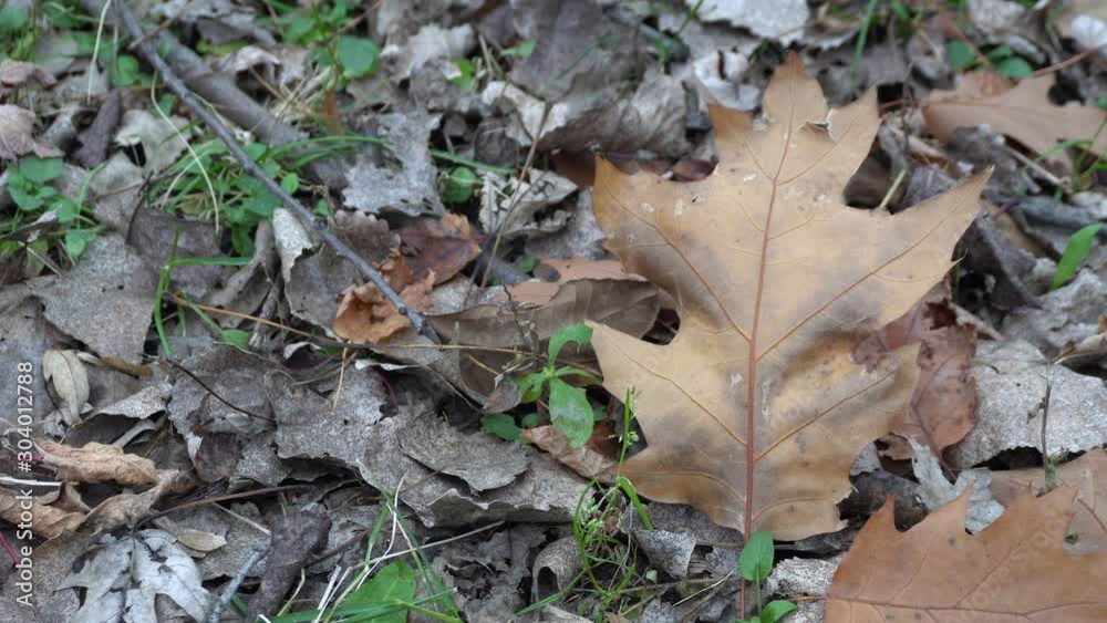 A beautiful dead leaf alone is moving under the effect of the wind. In the background, you can see many dead leaves. A beautiful dead leaf alone is moving under the effect of the wind. In the background, you can see many dead leaves.