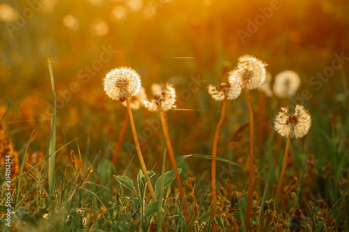 Macro photo dandelion flower on sunset background. Photo white fluffy plant under evening sunset close-up in the golden rays of the sun. space for text