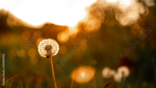 Fototapeta Naklejka Na Ścianę i Meble -  Macro photo dandelion flower on sunset background. allergy to bloom. concept of freedom close-up space for text
