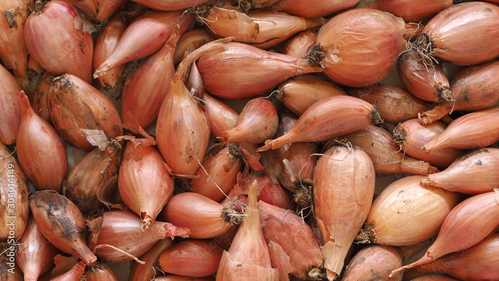 Photo of fresh onions to dry. Fresh onion. Bow background. Ripe onions. Onions on the market Photo of fresh onions to dry. Fresh onion. Bow background. Ripe onions. Onions on the market