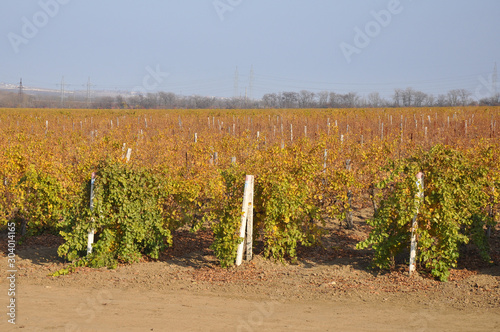 vineyard in provence france
