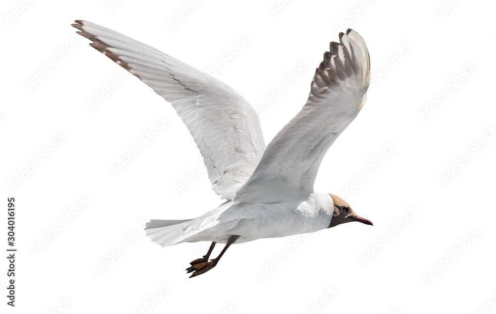 Fototapeta premium one flying black head isolated gull photo