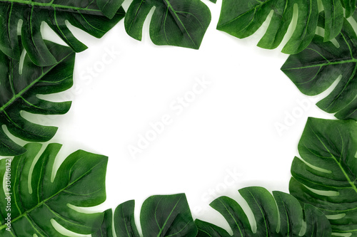 Monstera Tropical palm leaves on white background