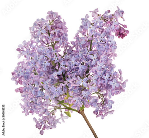 lush light violet lilac branch isolated on white