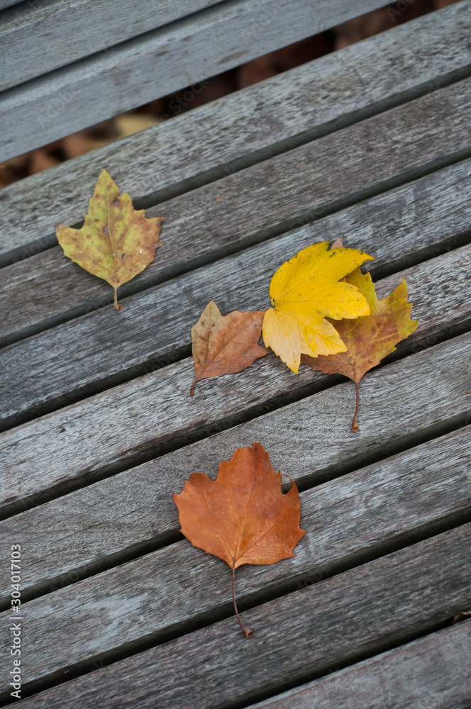 Obraz premium Closeup of maple leaves on wooden bench in urban park