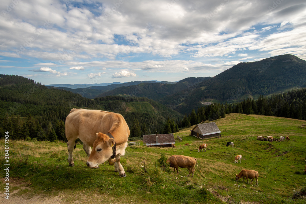 Kuhherde mit schönen Blick auf die grüne Steiermark auf der Veitsch