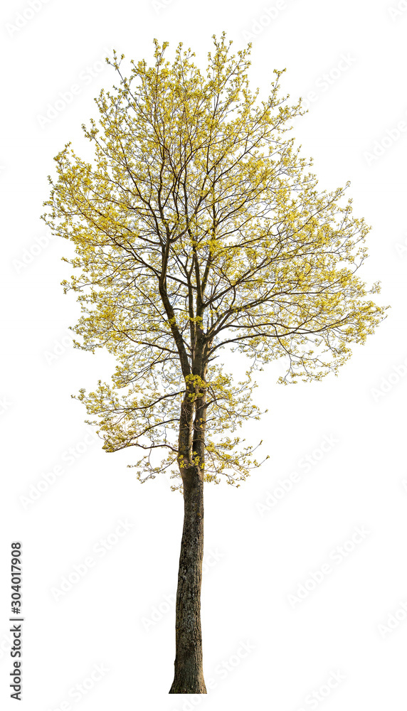 spring blossoming high maple on white spring blossoming high maple on white