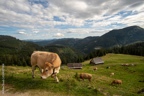 Kuhherde mit schönen Blick auf die grüne Steiermark auf der Veitsch © Christian
