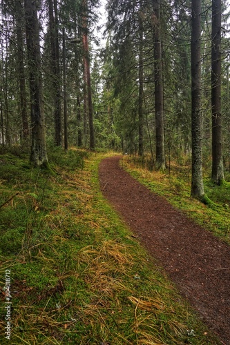 Walking path in the forest