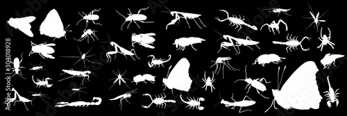 forty one insects collection isolated on black