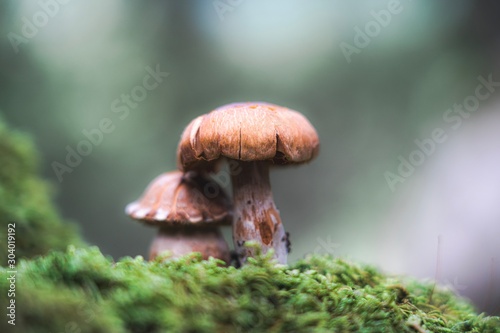 Close up of two little mushrooms