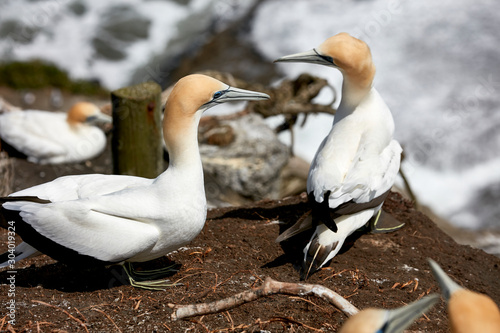 Gannets at Maori Bay, Muriwai Beach, Auckland, New Zealand