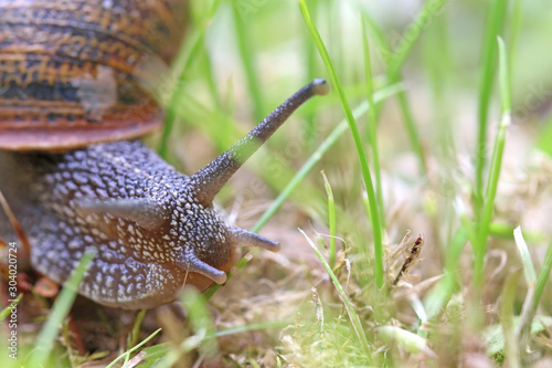 Close up of a garden snail 