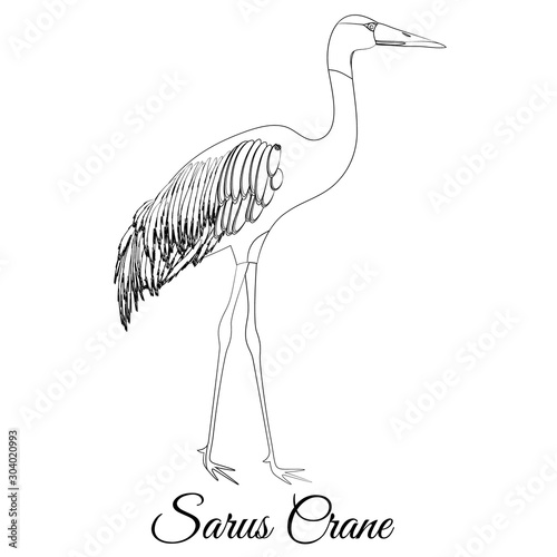 Sarus crane outline vector coloring
