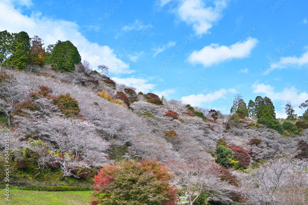 Obara Fureai Koen in autumn where you can find cherry blossom and autumn leave in the same place, Japan