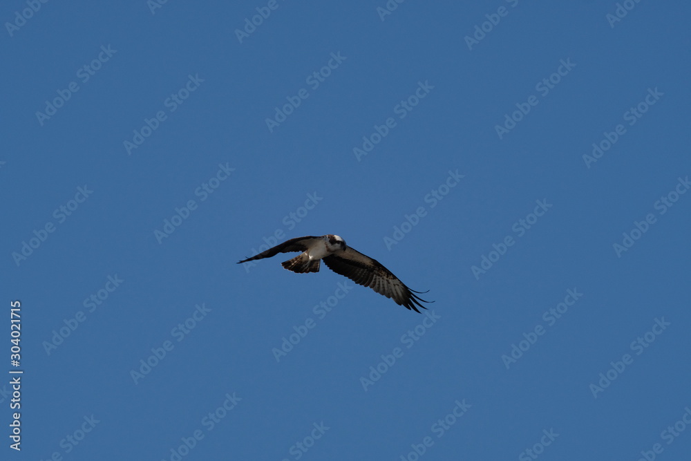osprey in flight osprey in flight