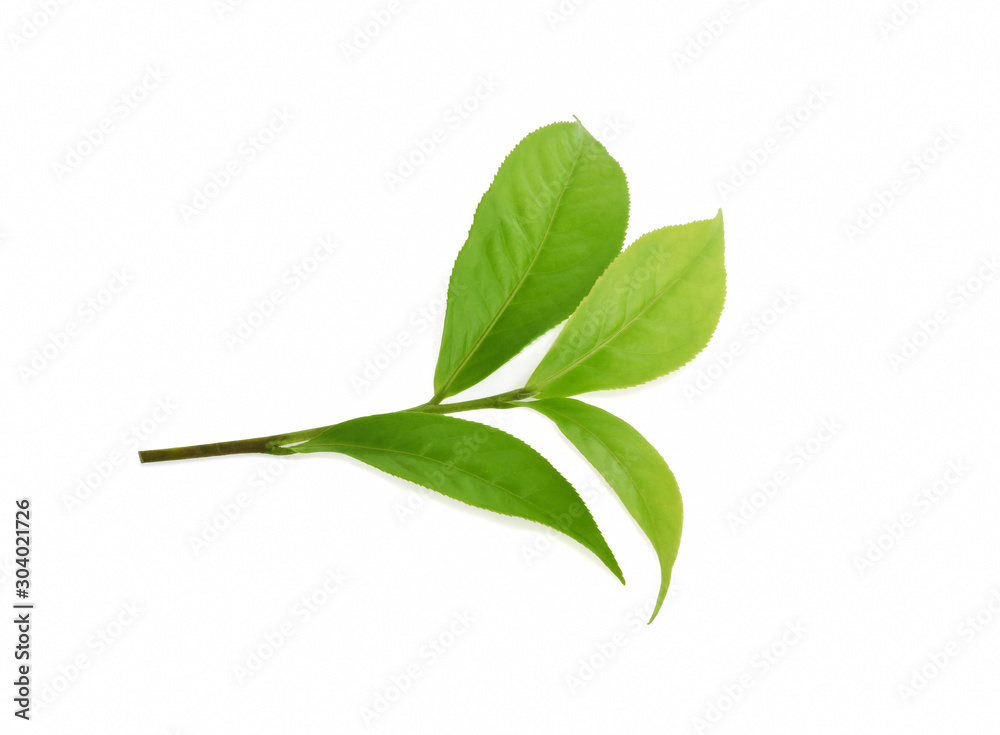 Green tea leaf isolated on white background Green tea leaf isolated on white background