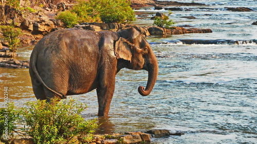 Elephant spraying water; Laos Bolavenplateau