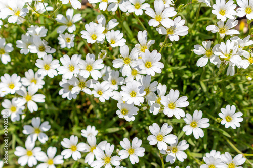 Small cute white flowers pattern in the garden