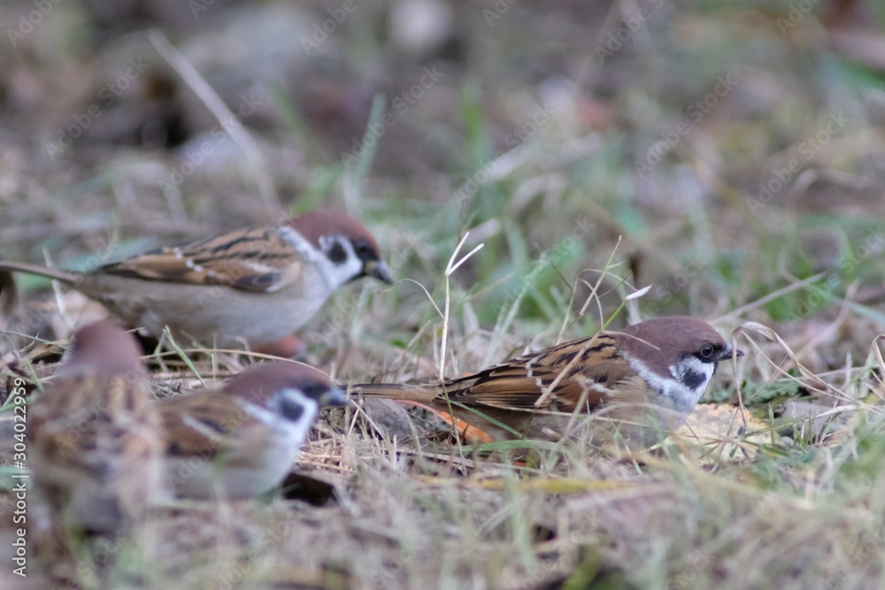 sparrow in forest sparrow in forest
