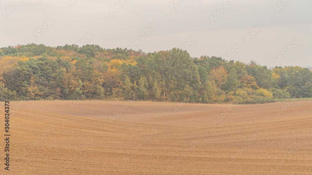 Obraz premium Rainy autumn day. Trees in the fog. Vintage landscape.