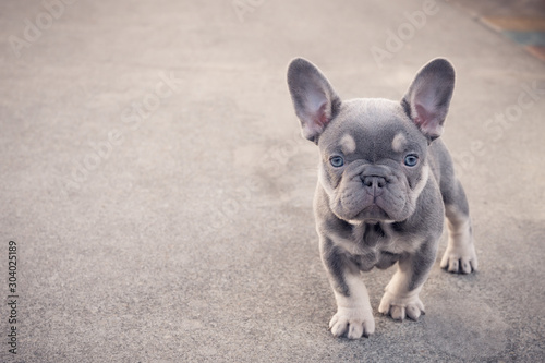 Curious French bulldog puppy standing alone outside