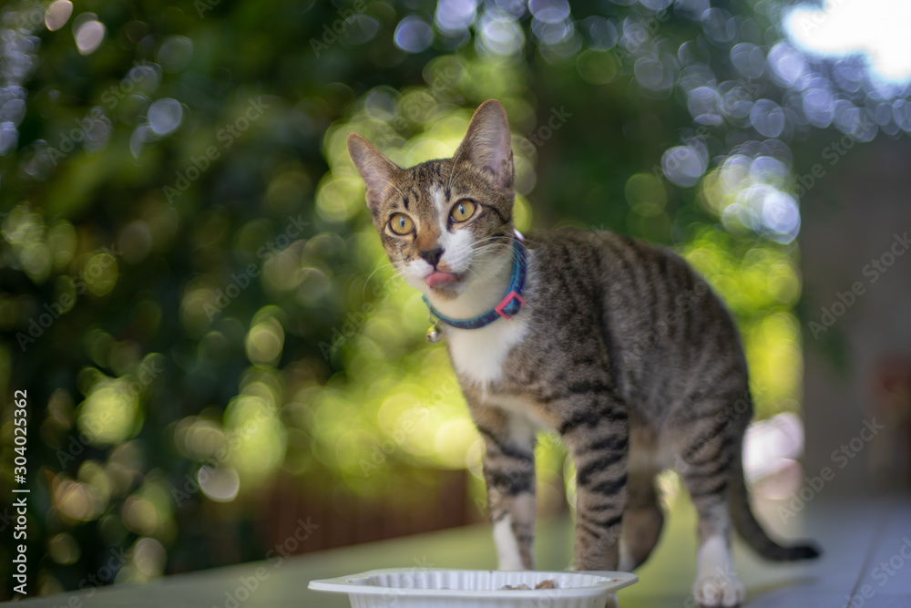 Naklejka premium The striped cat eating, portrait of Thai cat