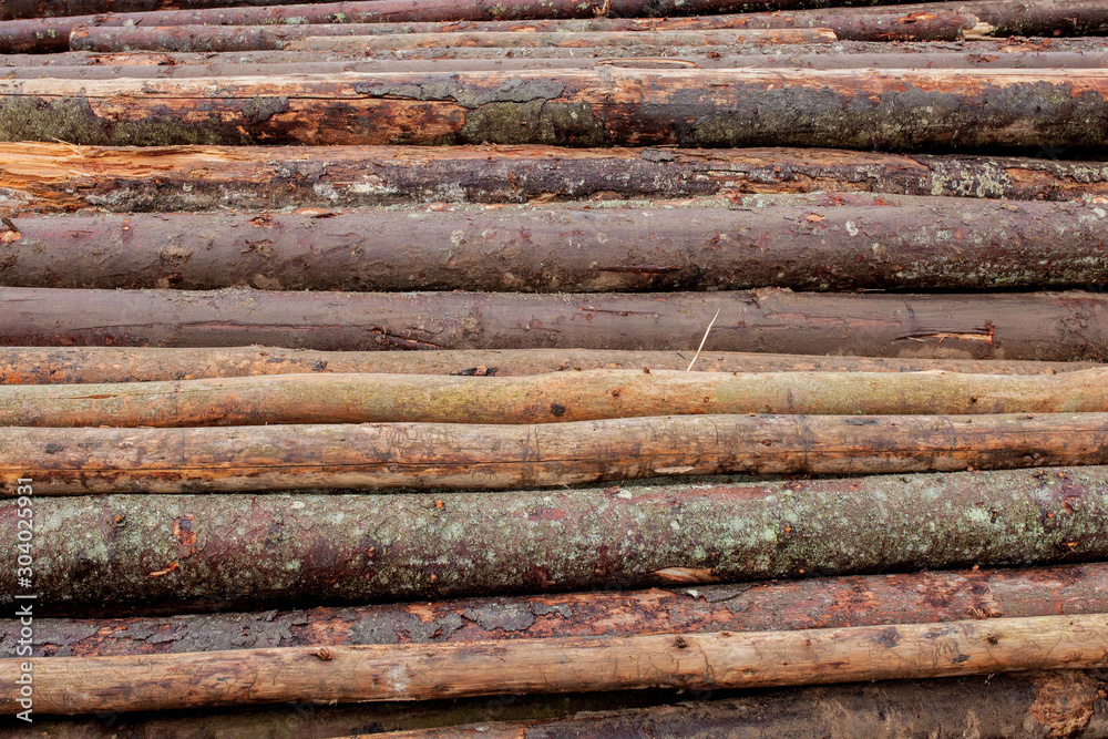 Wooden logs of pine woods in the forest, stacked in a pile. Freshly chopped tree logs stacked up on top of each other in a pile. Wooden logs of pine woods in the forest, stacked in a pile. Freshly chopped tree logs stacked up on top of each other in a pile.