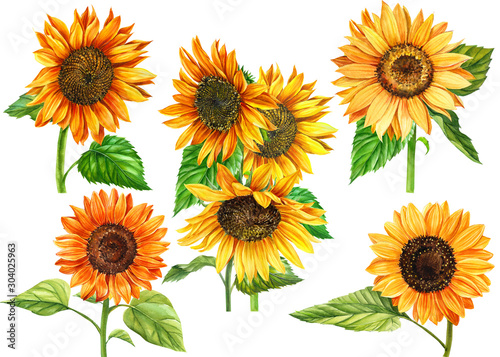set of sunflowers on a white background, watercolor hand drawing © Hanna