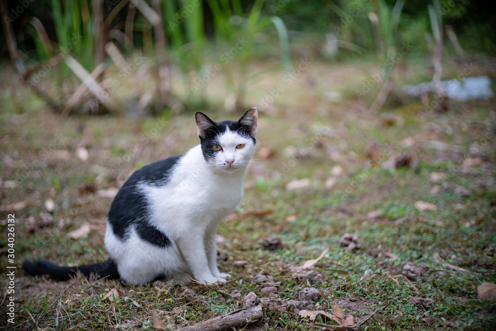 Portrait of white cat with black spot in the garden, portrait of Thai cat Portrait of white cat with black spot in the garden, portrait of Thai cat