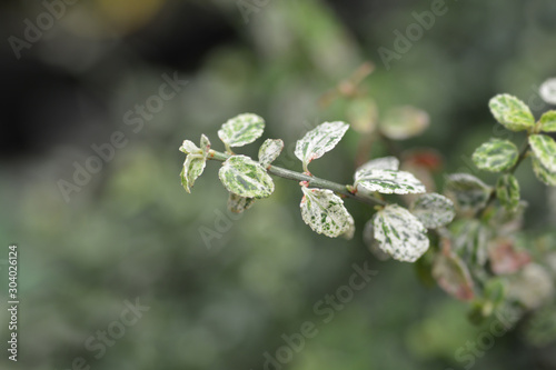 Papier peint Wintercreeper Silverstone