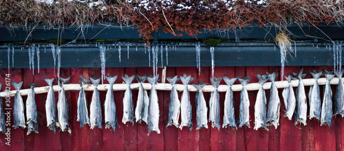 fish for drying