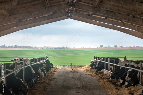 farming, livestock farming in Ukraine