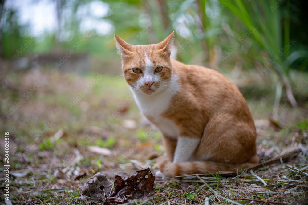 Portrait of ginger cat in the garden, close up Thai cat