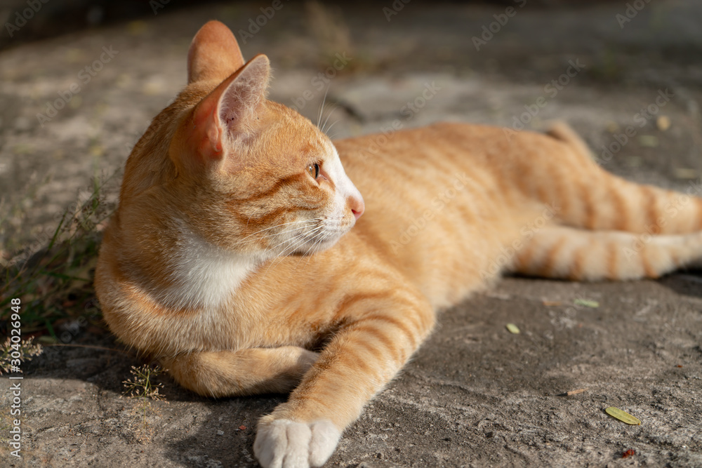 Portrait of ginger cat lay on the ground, Thai cat at temple Portrait of ginger cat lay on the ground, Thai cat at temple